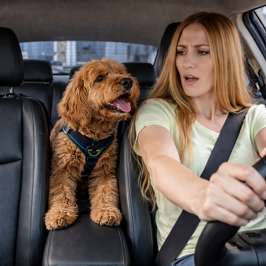 Dog Car Safety Barrier — Keep Dogs Safely in the Back Seat